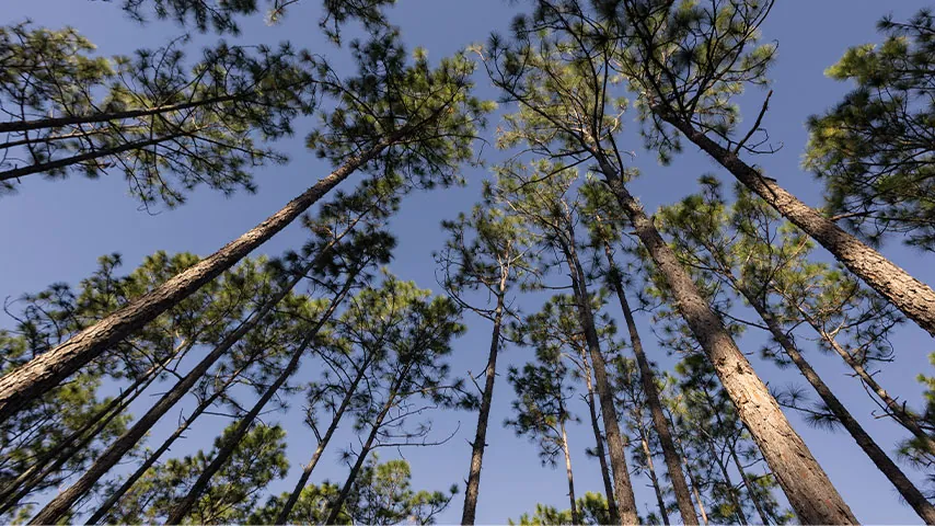 Forest structure visualized with lidar