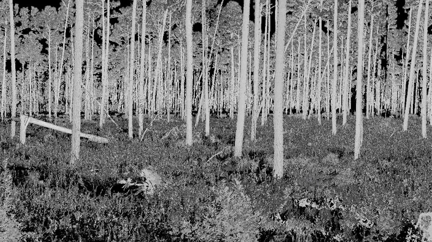 Forest science in the field