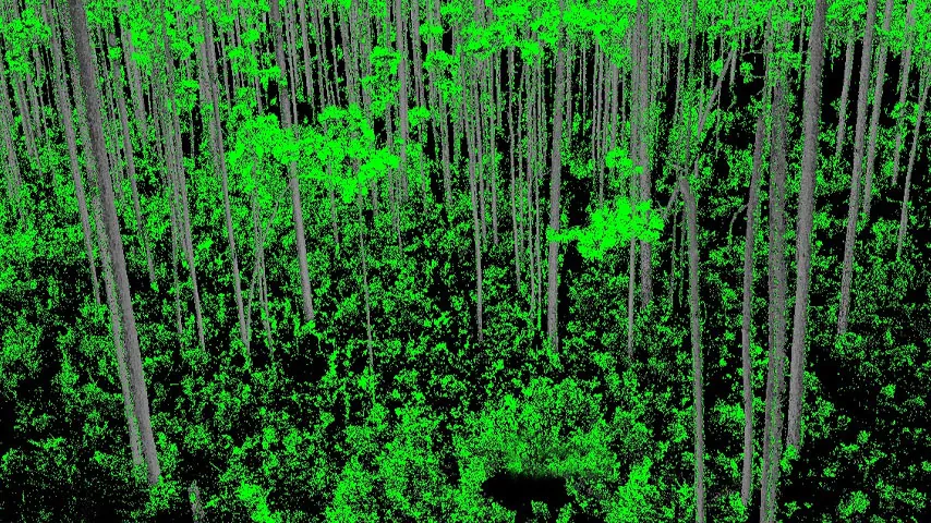 Forest monitoring and remote sensing